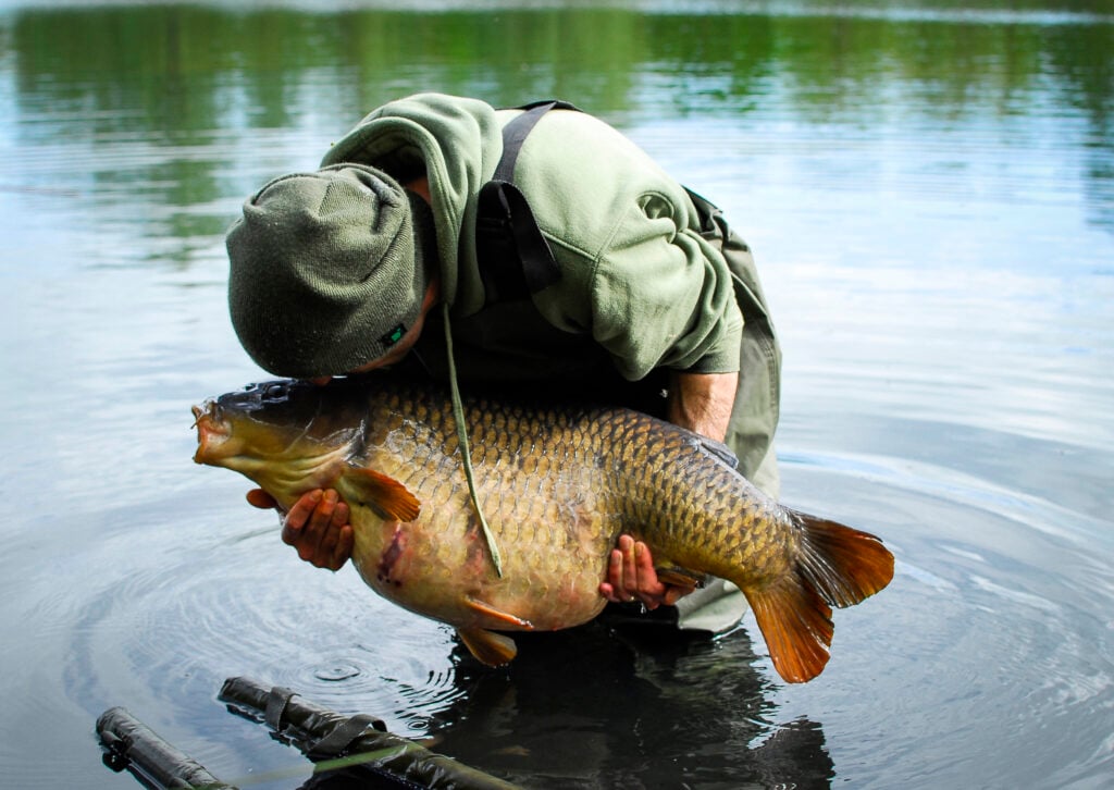 Big common carp caught while carp fishing, showcasing its golden scales and impressive size. Chasing Myths carp fishing blog