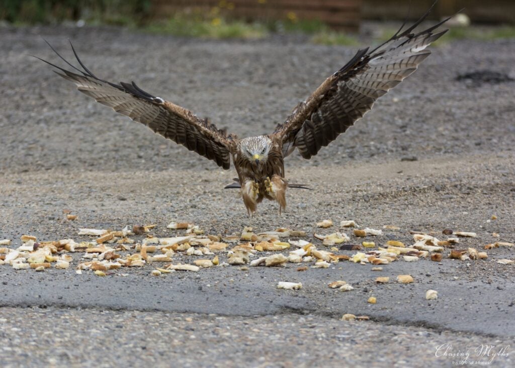 Bird of prey coming in to land