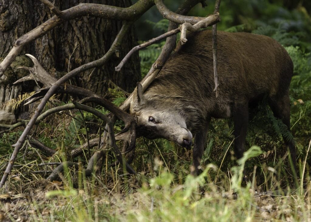 Red deer stag among branches