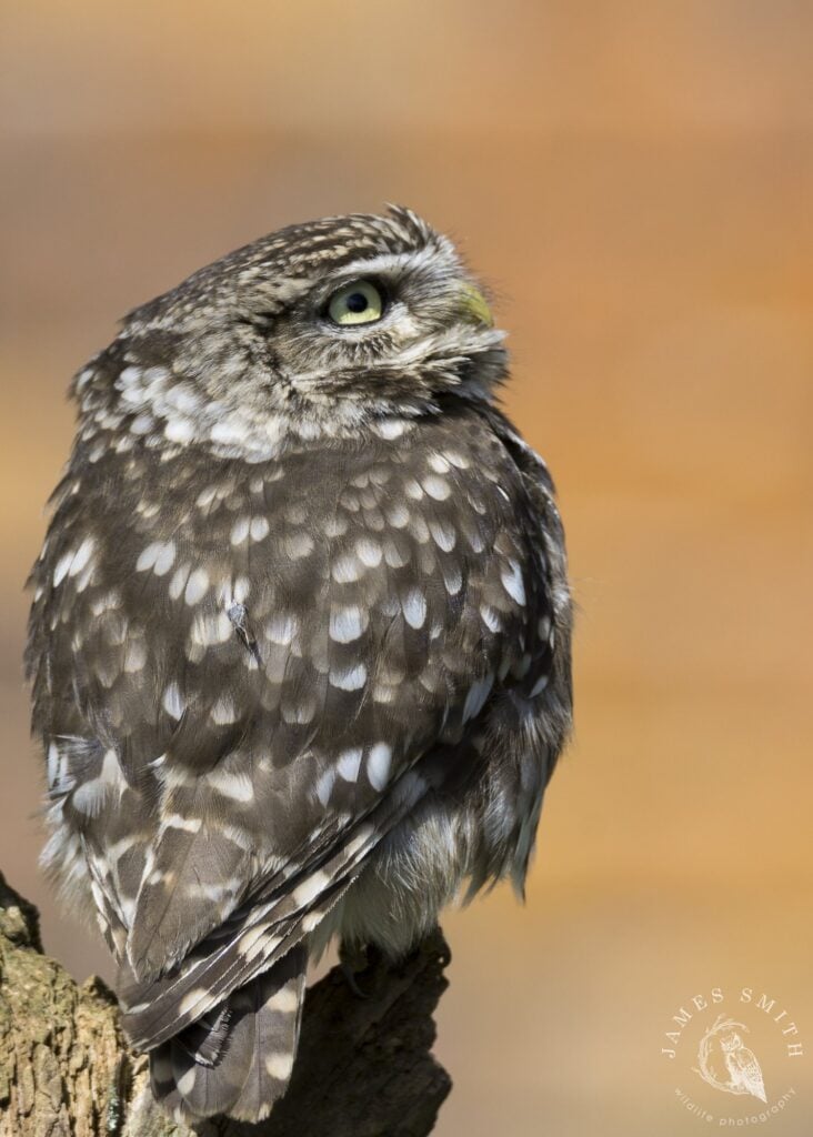 Little owl, close up