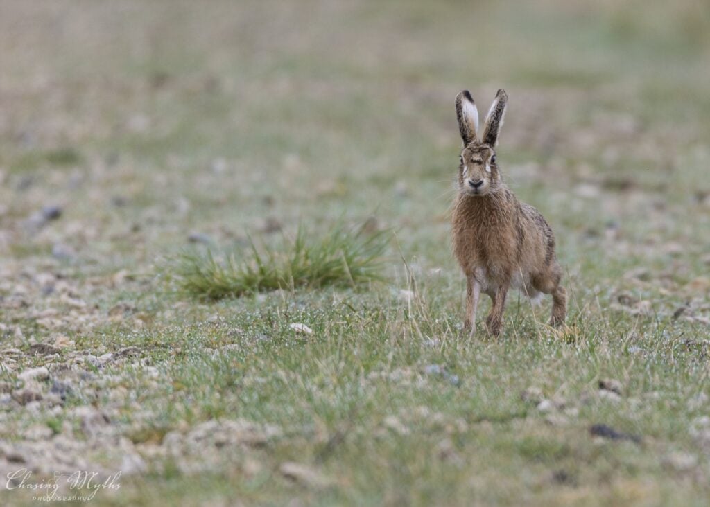 Brown hare in a field