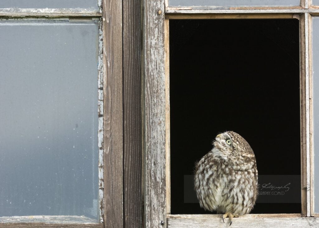 Little owl in an old window frame