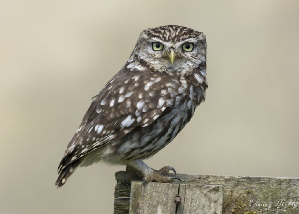 Little owl on a post