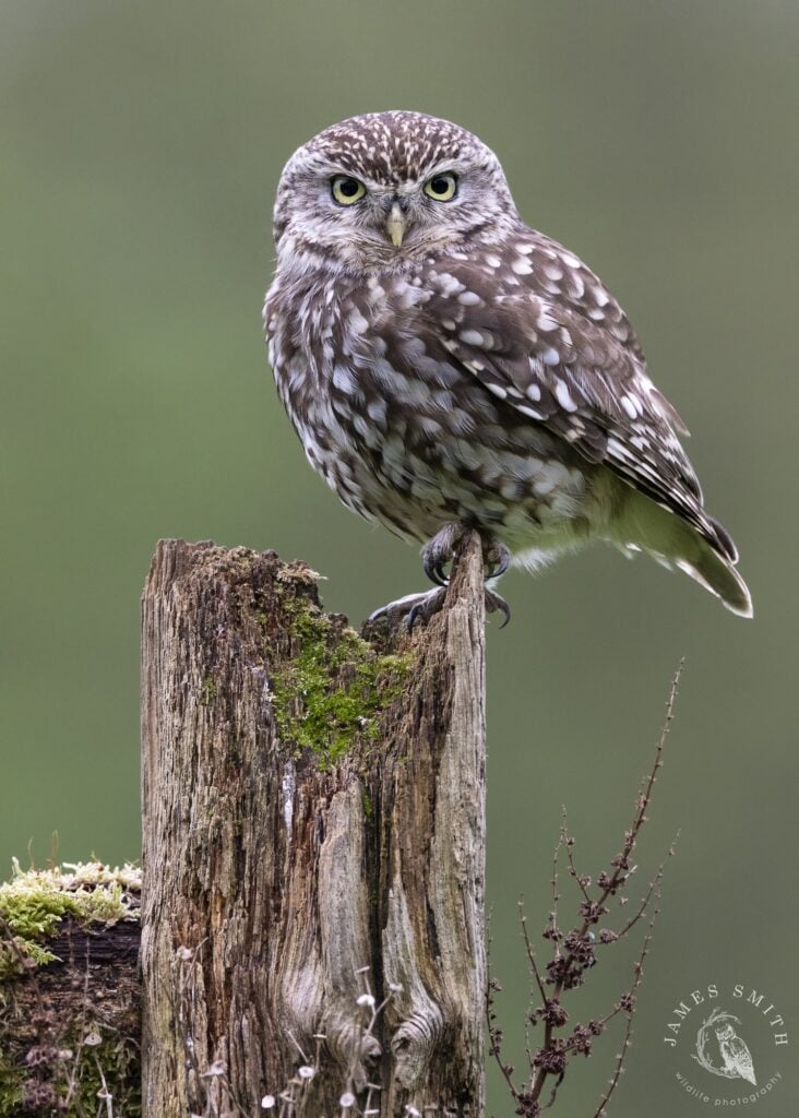 Little owl on a post