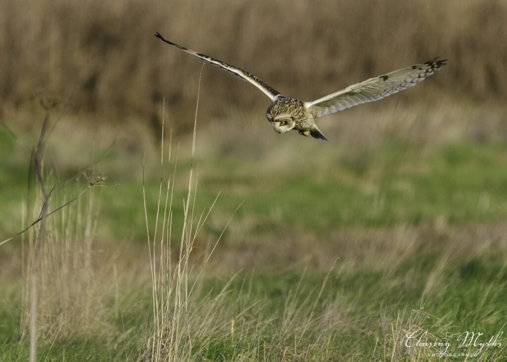 Short-eared owl hunting low over grass