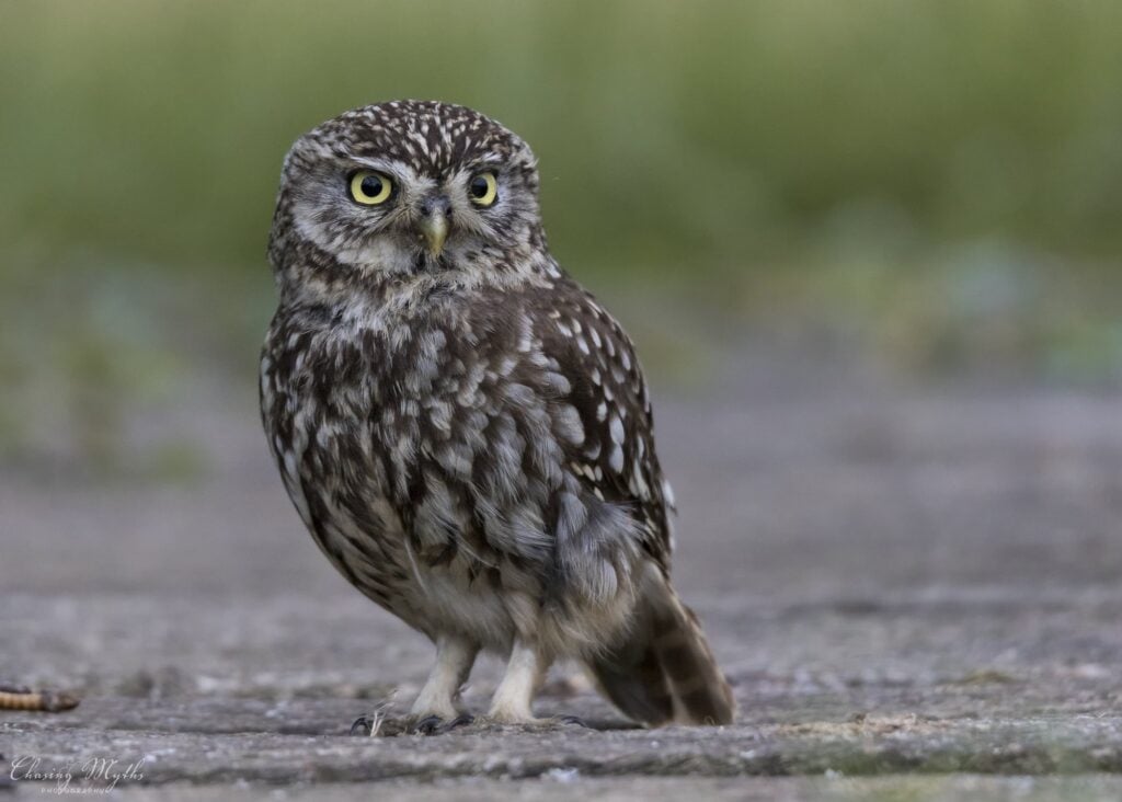Little owl on the ground
