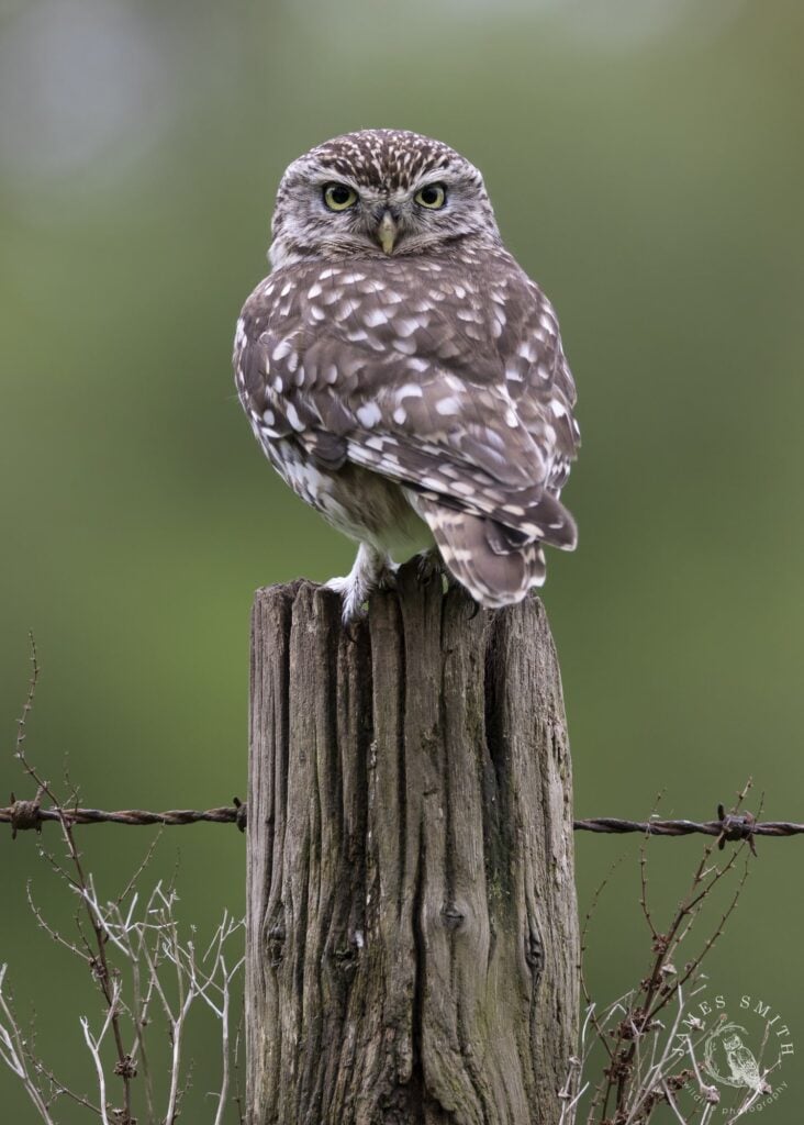 Little owl on a fence post