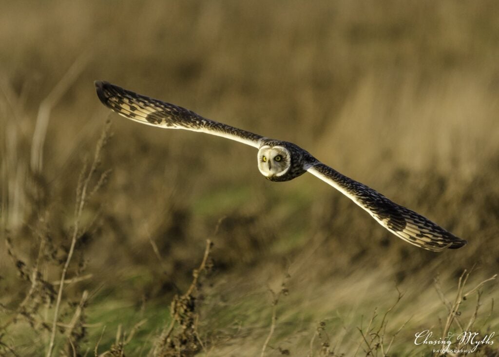 Short-eared owl in flight